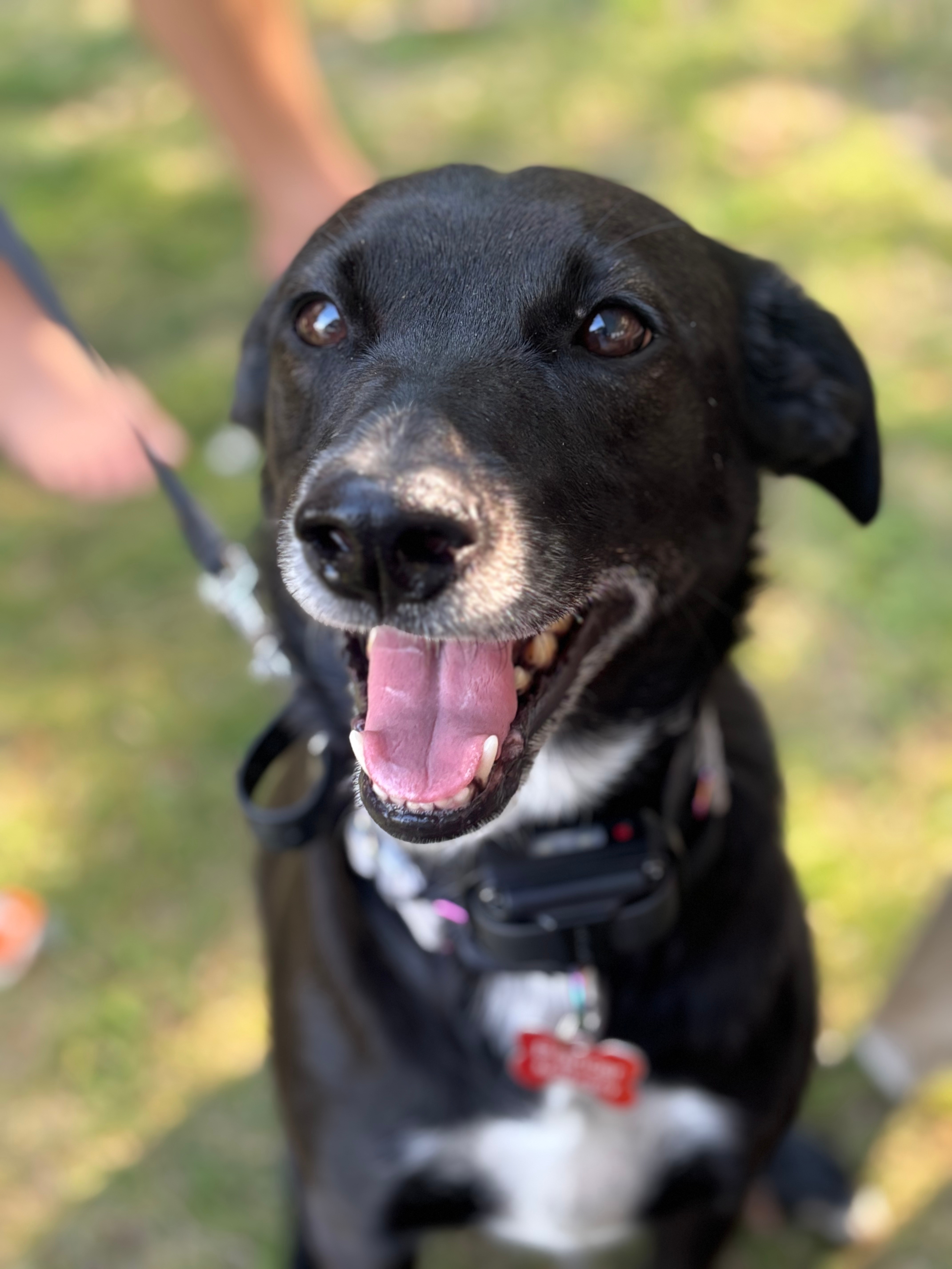 Soul Dogs Resources – Unleashing the extraordinary in every dog